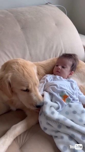ゴールデンレトリーバーに寄りかかかる赤ちゃん