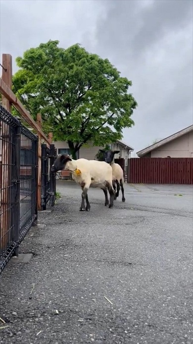 仔ヒツジの出勤チャレンジ