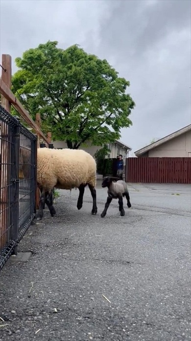 仔ヒツジの出勤チャレンジ