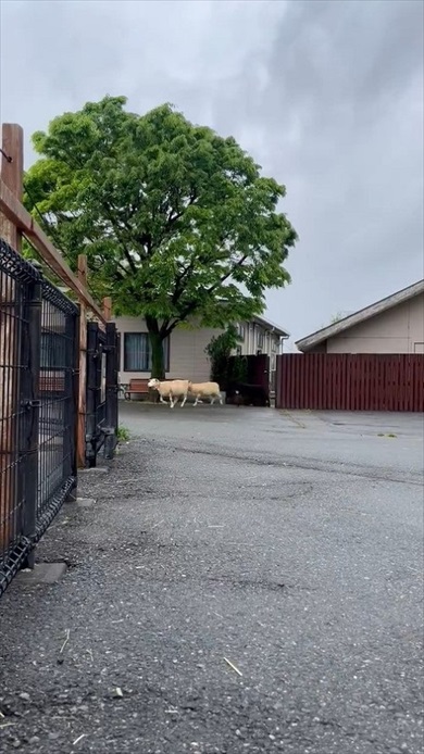 仔ヒツジの出勤チャレンジ