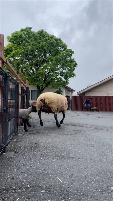 仔ヒツジの出勤チャレンジ