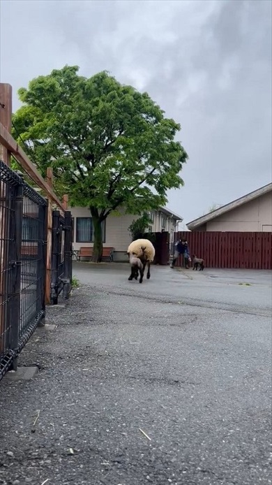 仔ヒツジの出勤チャレンジ