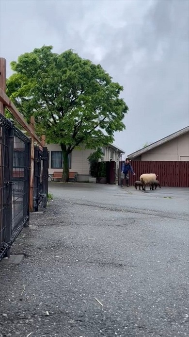 仔ヒツジの出勤チャレンジ