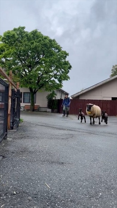 仔ヒツジの出勤チャレンジ