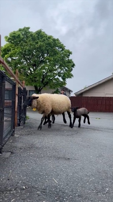 仔ヒツジの出勤チャレンジ