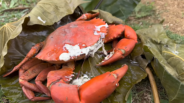 ゆであがったカニ