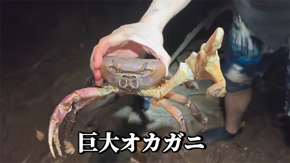 巨大オカガニ