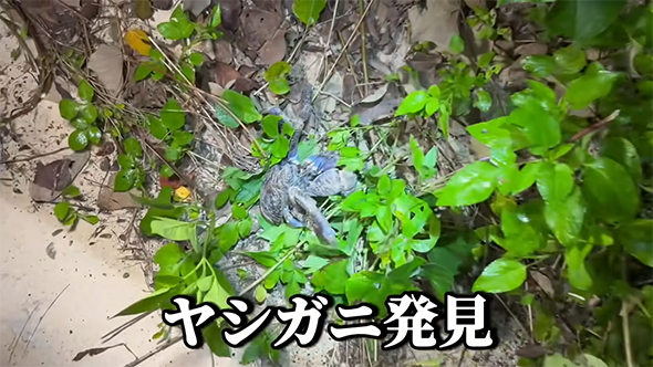 ヤシガニ発見