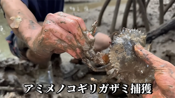 アミメノコギリガザミ捕獲