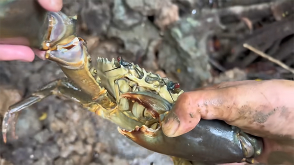 カニ捕獲の瞬間