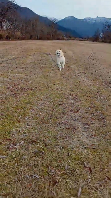 ボールをくわえて走ってくる白柴ワンコ