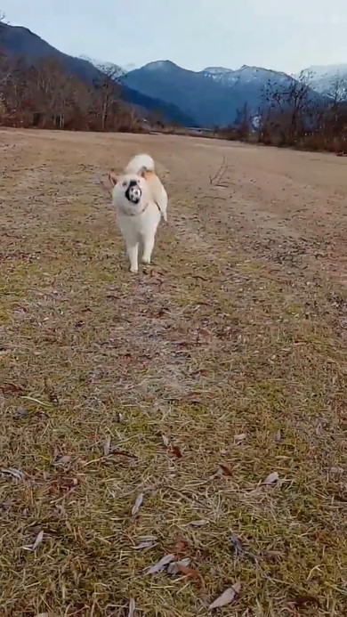 ボールをくわえて走ってくる白柴ワンコ
