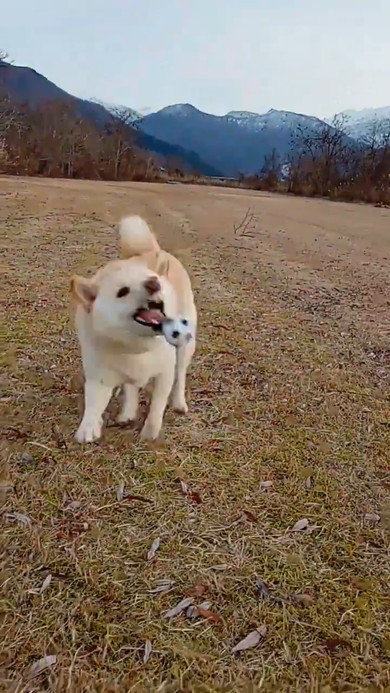 ボールをくわえて走ってくる白柴ワンコ