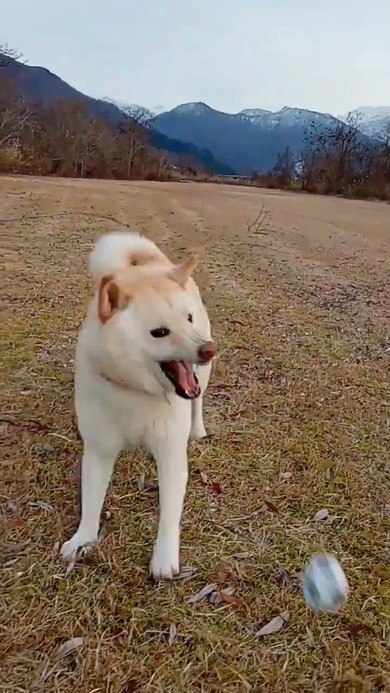 ボールをくわえて走ってくる白柴ワンコ