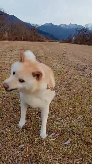 ボールをくわえて走ってくる白柴ワンコ