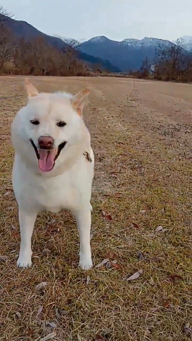 ボールをくわえて走ってくる白柴ワンコ