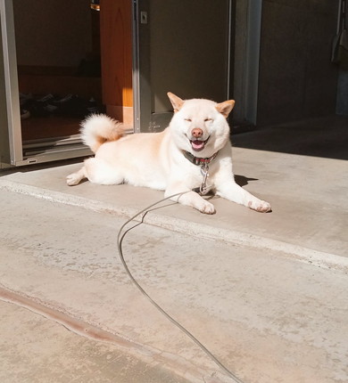 日なたぼっこをしている白柴ワンコ