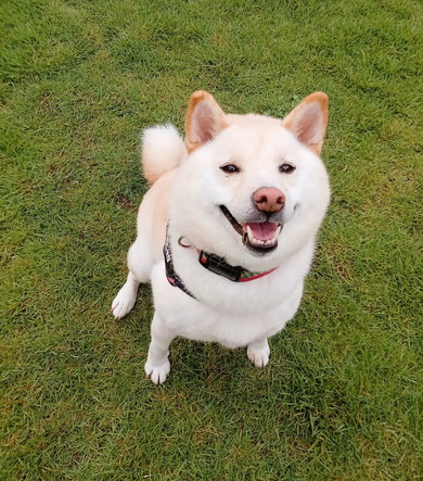 見上げて笑う白柴ワンコ