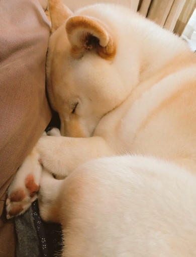 丸まって眠る白柴ワンコ