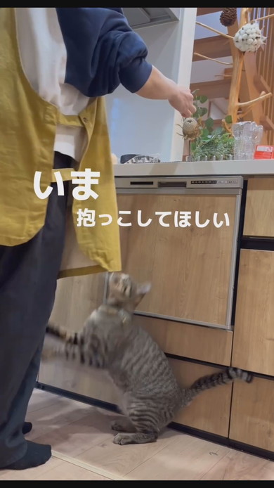 今抱っこしてほしい猫ちゃんが飼い主さんに飛びつく様子