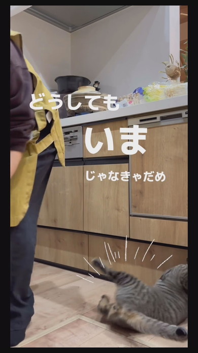 今抱っこしてほしい猫ちゃんが飼い主さんに飛びつく様子