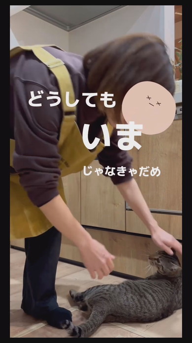 今抱っこして欲しい猫ちゃんが飼い主さんに飛びつく様子