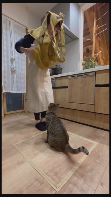 今抱っこしてほしい猫ちゃんが飼い主さんに飛びつく様子