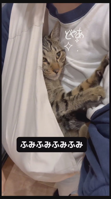 今抱っこしてほしい猫ちゃんが飼い主さんに飛びつく様子