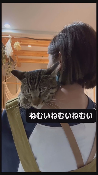 今抱っこしてほしい猫ちゃんが飼い主さんに飛びつく様子