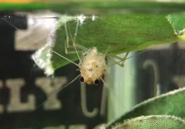 13年目に入った長生きのヤマトヌマエビ