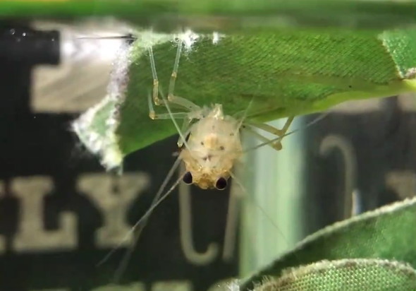 13年目に入った長生きのヤマトヌマエビ