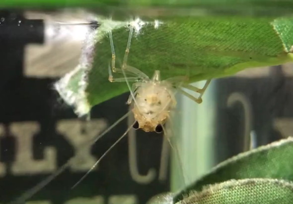 13年目に入った長生きのヤマトヌマエビ