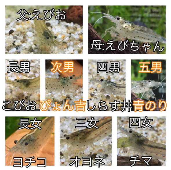 13年目に入った長生きのヤマトヌマエビ