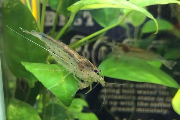 13年目に入った長生きのヤマトヌマエビ