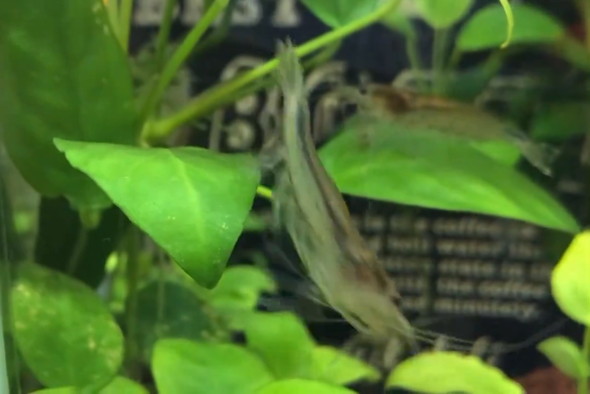 13年目に入った長生きのヤマトヌマエビ