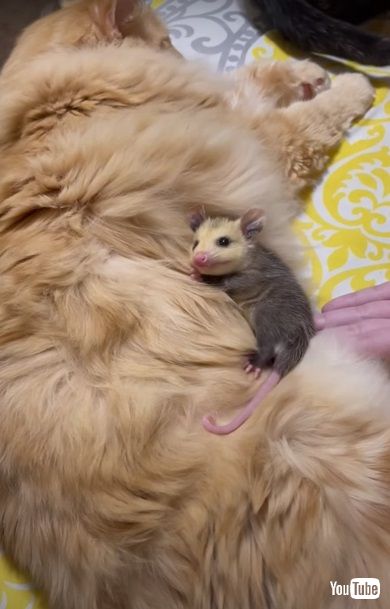 オポッサム赤ちゃん