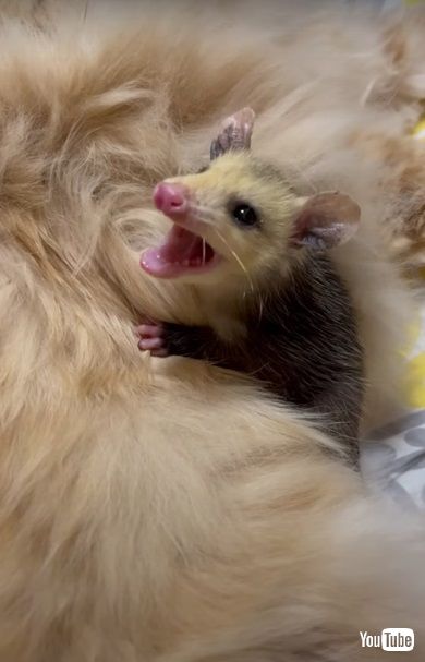 オポッサム赤ちゃん