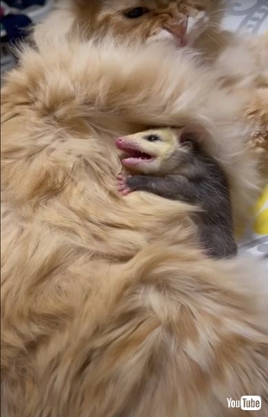オポッサム赤ちゃん