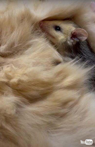 オポッサム赤ちゃん