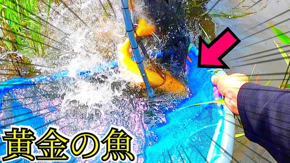 黄金の魚
