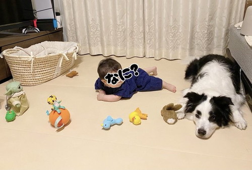 犬と子ども