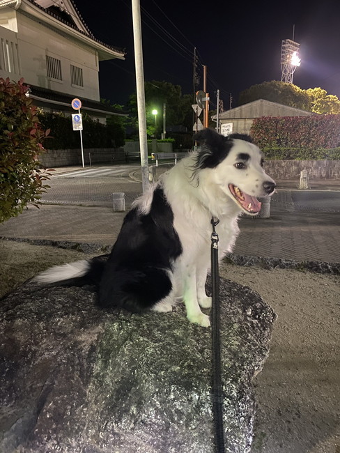 犬