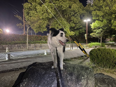 犬