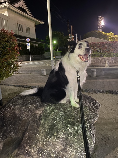 犬