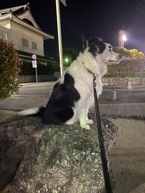 犬