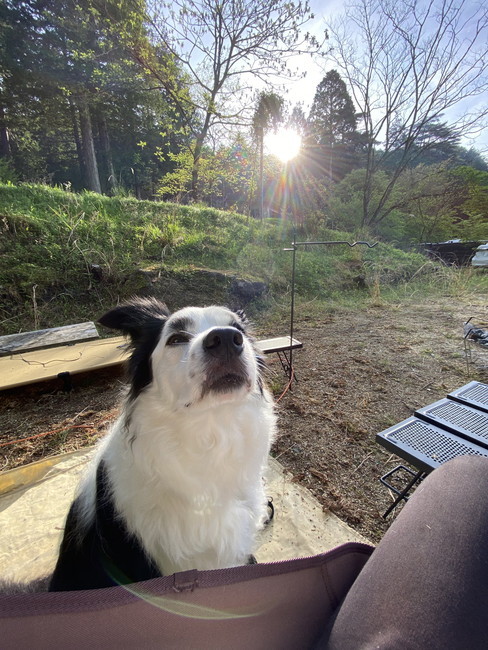 犬