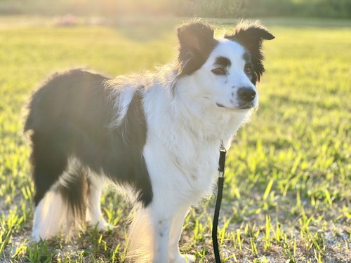 犬