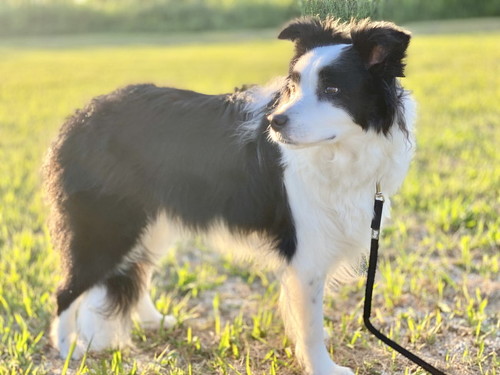 犬