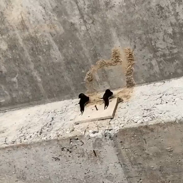 ツバメ夫妻が新居の相談をしている様子