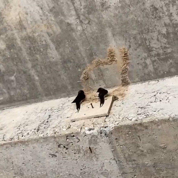 ツバメ夫妻が新居の相談をしている様子